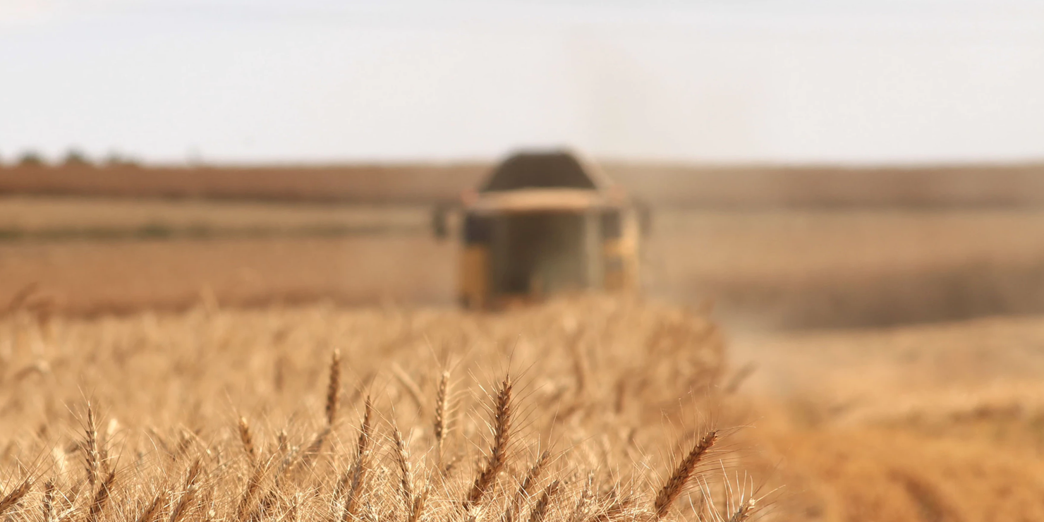 Combine harvester in the distance over a grain field